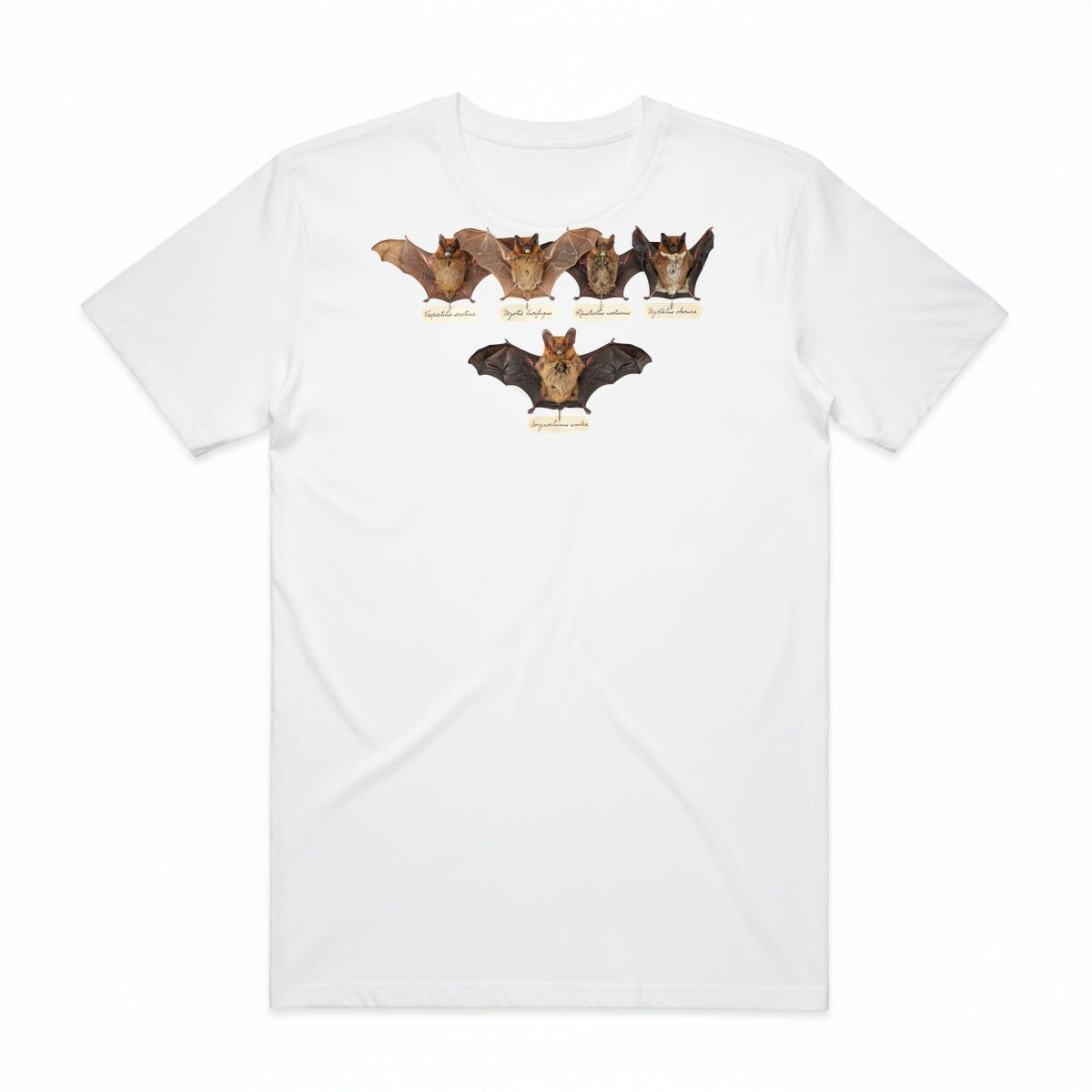 Bat Specimens T-Shirt - Casper White
